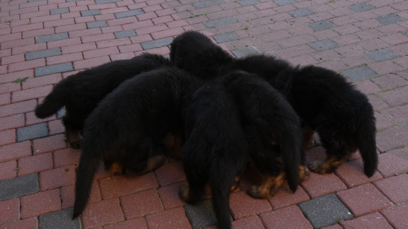 Czego nie może jeść pies? 