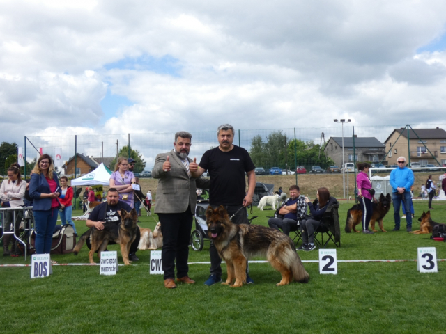 XII Krajowa Wystawa Psów Rasowych Gniazdów o/Będzin. 