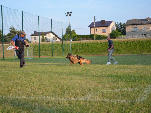 REGULAMIN LICENCJI HODOWLANEJ DLA PSÓW RASY OWCZAREK NIEMIECKI.