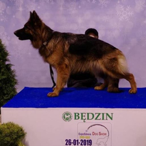 arrika-wystawa-bdzin-3-20190130-1843588848