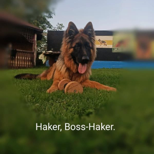 haker-mam-ju-8miesicy-1-20200930-1853433636