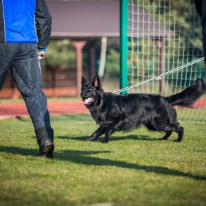 testy-psychiczne-majka-z-rudzkiej-watahy-4-20221125-1112992562